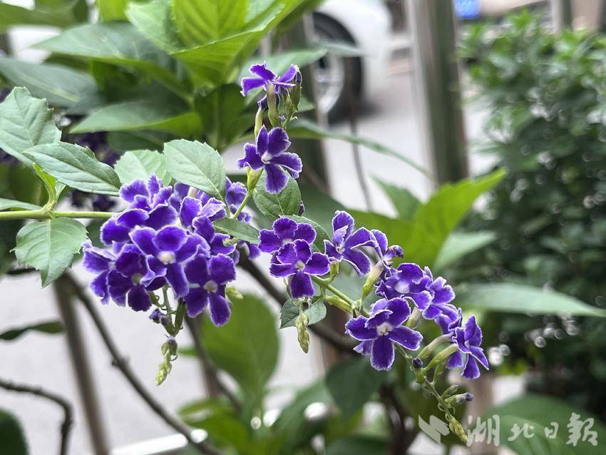 威尼斯正规软件下载